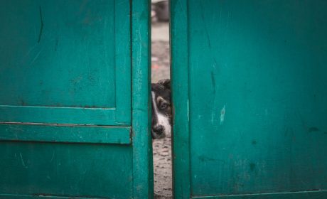 Is UP Home Guard PET 2026 the Best Postponement Ever?